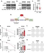 HPRT1 Antibody in Western Blot (WB)