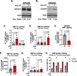 HPRT1 Antibody in Western Blot (WB)