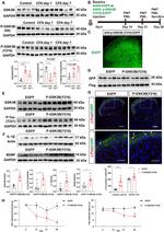 Phospho-GSK3B (Tyr216, Tyr279) Antibody in Western Blot (WB)