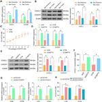 CX3CR1 Antibody in Western Blot (WB)
