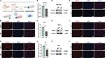 PIEZO1 Antibody in Western Blot (WB)