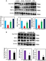 HO-1 Antibody in Western Blot (WB)