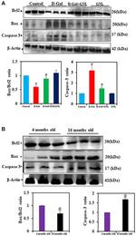 Bcl-2 Antibody in Western Blot (WB)