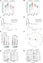 SOD2 Antibody in Western Blot (WB)
