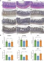 Occludin Antibody in Immunohistochemistry (IHC)
