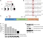 Ezrin Antibody in Western Blot (WB)