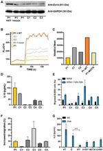 Ezrin Antibody in Western Blot (WB)