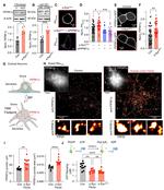 beta Actin Antibody in Western Blot (WB)