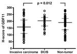 GDF11 Antibody in Immunohistochemistry (IHC)