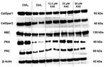 beta Actin Antibody in Western Blot (WB)
