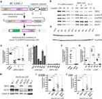 DCP2 Antibody in Western Blot (WB)