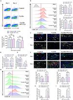 iNOS Antibody in Flow Cytometry (Flow)
