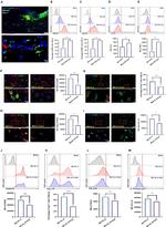 iNOS Antibody in Flow Cytometry (Flow)