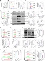 iNOS Antibody in Western Blot, Flow Cytometry (WB, Flow)