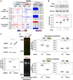 UBLCP1 Antibody in Western Blot (WB)
