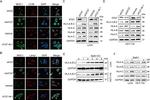 HLA-B Antibody in Western Blot (WB)