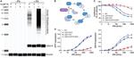ISG15 Antibody in Western Blot (WB)