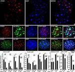 CFDP1 Antibody in ChIP Assay (ChIP)
