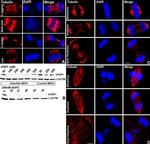 CFDP1 Antibody in Western Blot (WB)