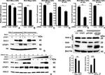 CFDP1 Antibody in Western Blot (WB)