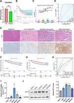 Synaptotagmin 4 Antibody in Immunohistochemistry (IHC)
