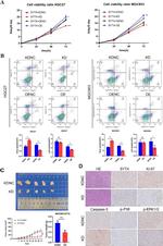 Synaptotagmin 4 Antibody in Immunohistochemistry (IHC)