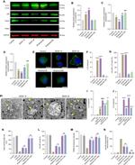 PINK1 Antibody in Western Blot (WB)