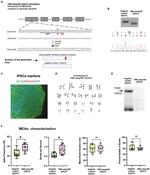 TNIK Antibody in Western Blot (WB)