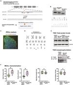 TNIK Antibody in Western Blot (WB)
