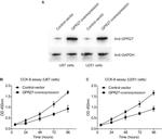 GPR27 Antibody in Western Blot (WB)