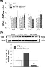 NFATC2 Antibody in Western Blot (WB)