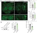 HSP60 Antibody in Western Blot (WB)