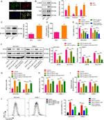 FAP Antibody in Western Blot (WB)