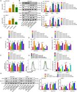 Nrf2 Antibody in Western Blot (WB)