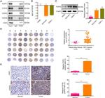FGF5 Antibody in Immunoprecipitation (IP)
