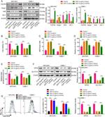 Nrf2 Antibody in Western Blot (WB)