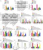 Nrf2 Antibody in Western Blot (WB)