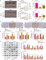 Nrf2 Antibody in Western Blot (WB)
