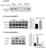 Phospho-PP2A alpha (Tyr307) Antibody in Western Blot (WB)