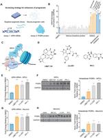 PCDGF Antibody in Western Blot (WB)