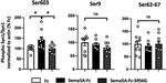 Phospho-Synapsin 1 (Ser603) Antibody in Western Blot (WB)