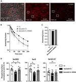 Phospho-Synapsin 1 (Ser603) Antibody in Western Blot (WB)