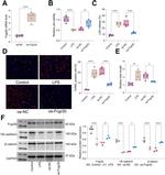 beta Catenin Antibody in Western Blot (WB)