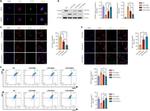 iNOS Antibody in Western Blot (WB)