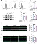 SLC7A11 Antibody in Western Blot (WB)