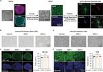 PAX6 Antibody in Flow Cytometry (Flow)