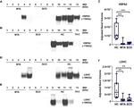 LDHC Antibody in Western Blot (WB)
