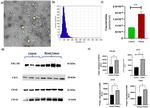 CD63 Antibody in Western Blot (WB)