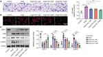 ANP Antibody in Western Blot (WB)