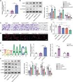 ANP Antibody in Western Blot (WB)